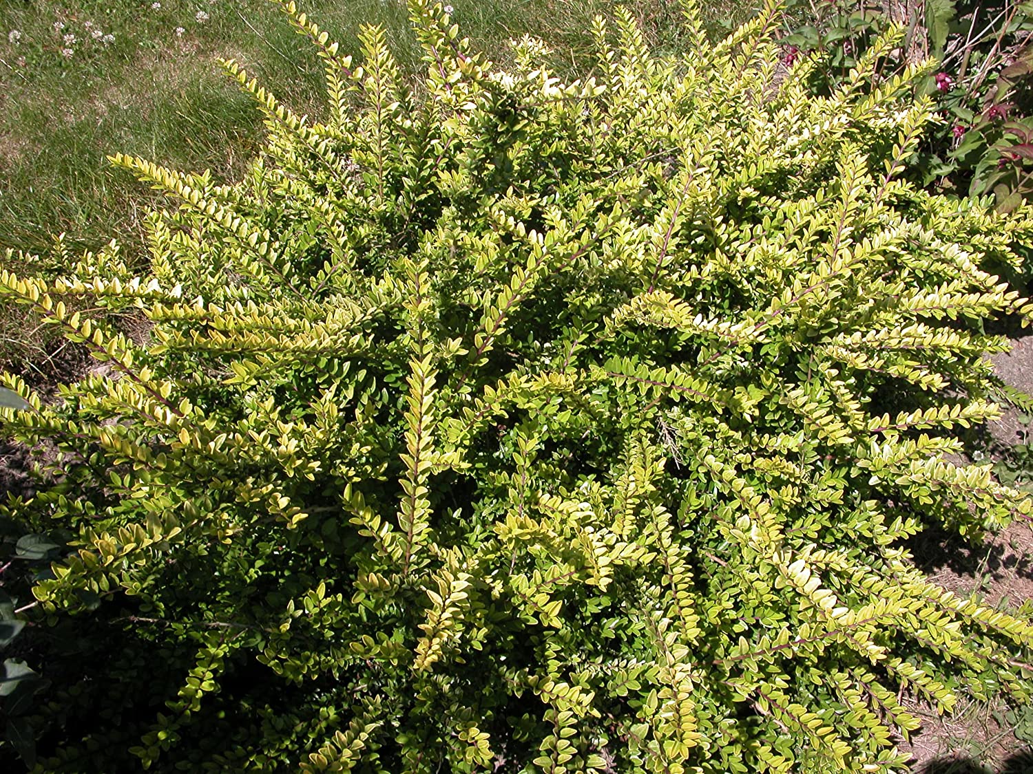 Lonicera nitida 'Ophelie'